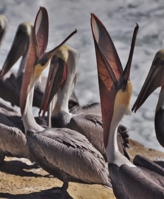 pelicans on rocks